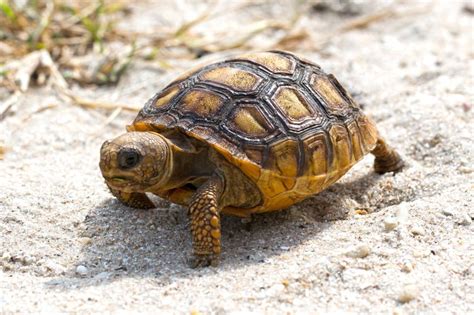 Baby Gopher Tortoise Walking Tortoise Vivarium, Tortoise Habitat, Sulcata Tortoise, Reptile ...