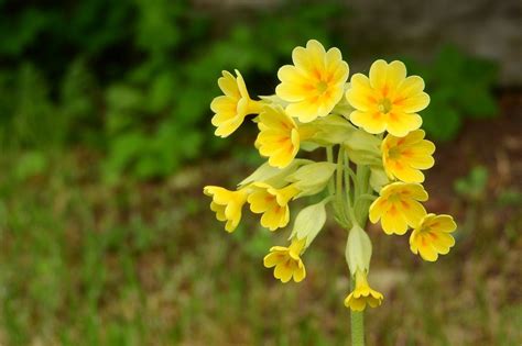 PRIMEVÈRE OFFICINALE (COUCOU) : REMEDE ET AROMATE AU TOP