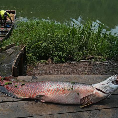 Gambar Ikan Di Sungai Amazon - Ani Gambar