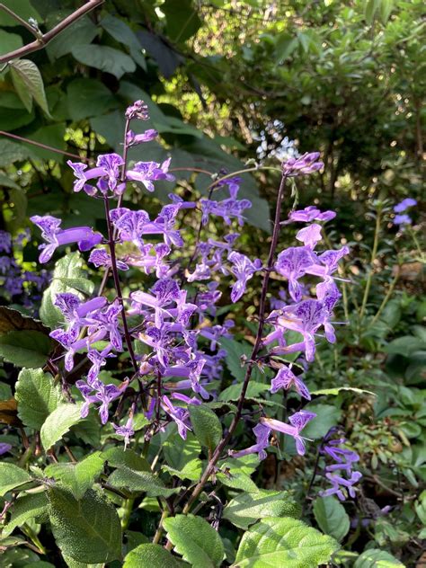 Plectranthus ‘Mona Lavender’ - plectranthus | Fort Tryon Park Trust