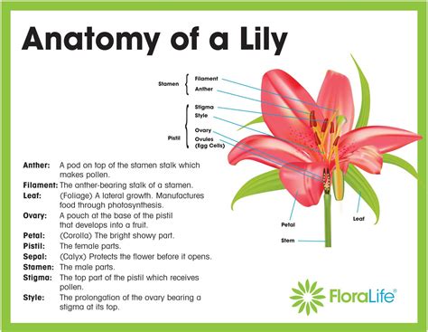 [DIAGRAM] Part Of A Lily Diagram Not Labeled - MYDIAGRAM.ONLINE