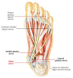 Nerves of Foot – Earth's Lab