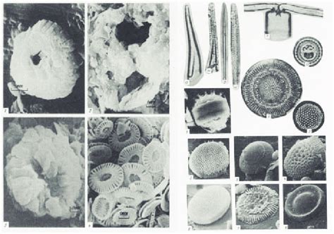 11 Nanofossils: a-coccolithophorids; b-diatomites (Geological... | Download Scientific Diagram