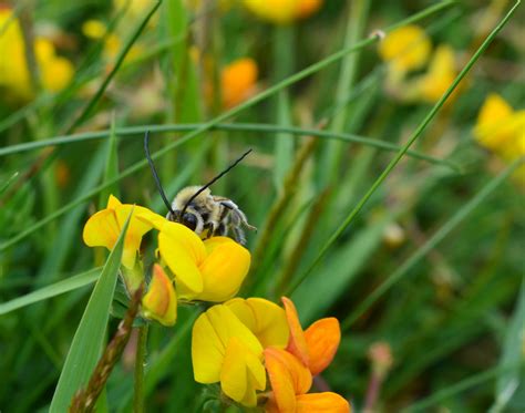 Conservation of the Long-horned Bee in Cornwall - British Wildlife