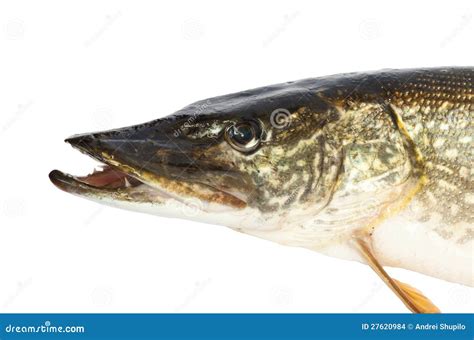 Head of the pike stock photo. Image of freshwater, fishing - 27620984