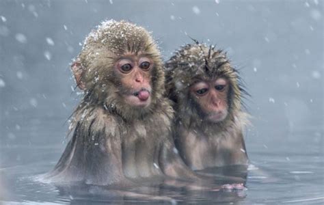 Cute macaque monkeys enjoy the hot springs in snowy conditions in Japan | Metro News