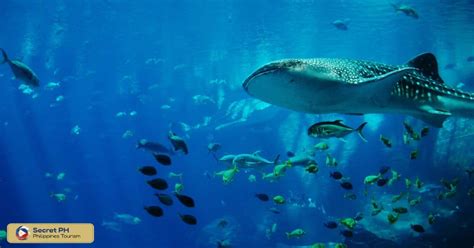 The Magnificent Whale Sharks of Donsol: Gentle Giants of the Philippine Seas - Secret Philippines