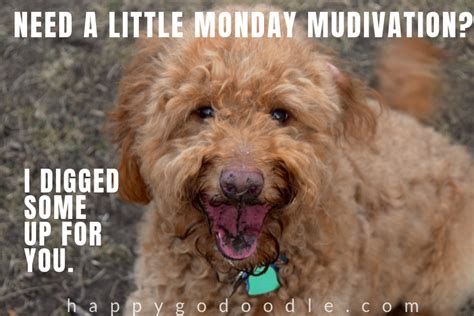 75 Dog Puns, Memes, & doggo Lingo SO Cute It'll Make You Say "P'AWWW" - Happy-Go-Doodle®