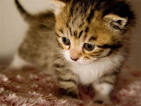 かわいい子猫, かわいい動物の写真, かわいい猫の赤ちゃん