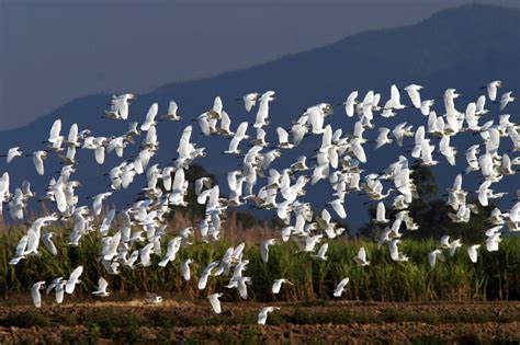 云南全面加强鸟类保护管理 _湿地保护_www.shidicn.com