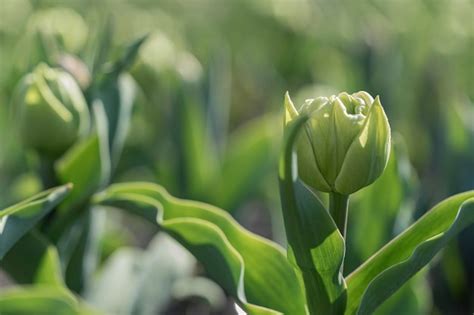 Premium Photo | Green tulips