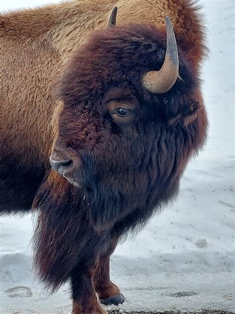 Expansion and Restoration of Bison to Greater Yellowstone Ecosystem ...