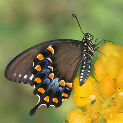 spicebush swallowtail - Papilio troilus - BugGuide.Net