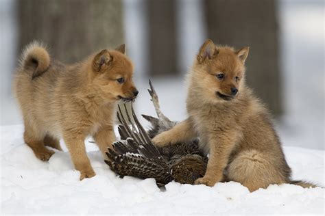 Finnish Spitz puppies being introduced to smell of fowl [3888x2592 ...