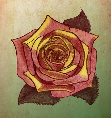 Rose. Pencil Sketch Free Stock Photo - Public Domain Pictures