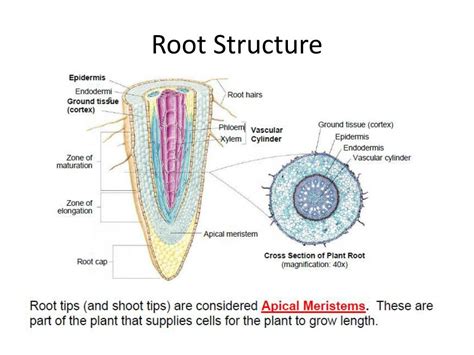 PPT - Plants: Structure and Function PowerPoint Presentation, free ...