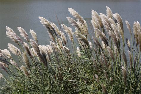 Gramíneas - Família Poaceae - Plantas - InfoEscola