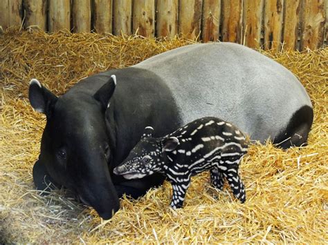 Un raro esemplare di tapiro della Malesia è nato allo zoo di Edimburgo | TPI