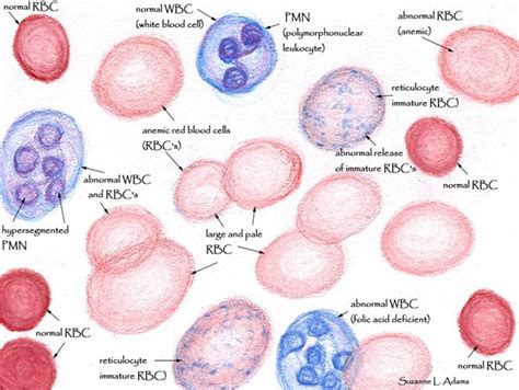 Red Blood Cell Drawing at PaintingValley.com | Explore collection of ...