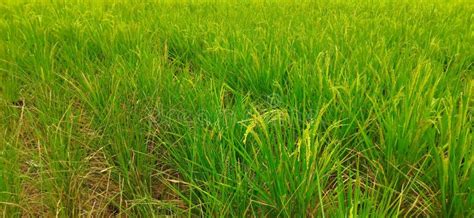 Drought Rice Plants Lack Water Stock Photo - Image of drought, water ...