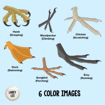 Bird Feet (Adaptations) Clipart by Laney Lee | TPT