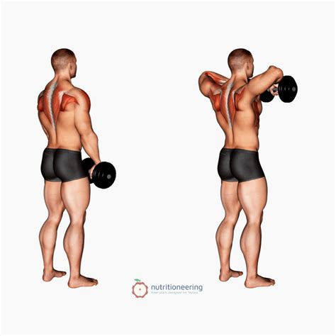 Trapezius Muscle Exercise