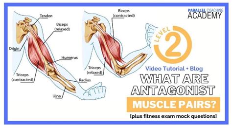 What Are Antagonist Muscle Pairs?