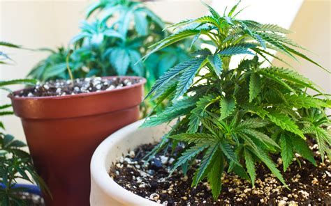 How to Grow Cannabis Indoors: A Beginner’s Guide for Canadians