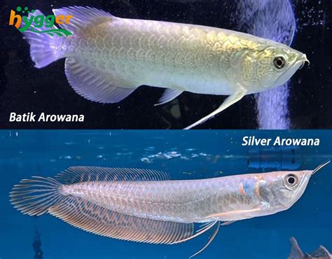 Fish Profiles - Arowana Fish Distribution and Types