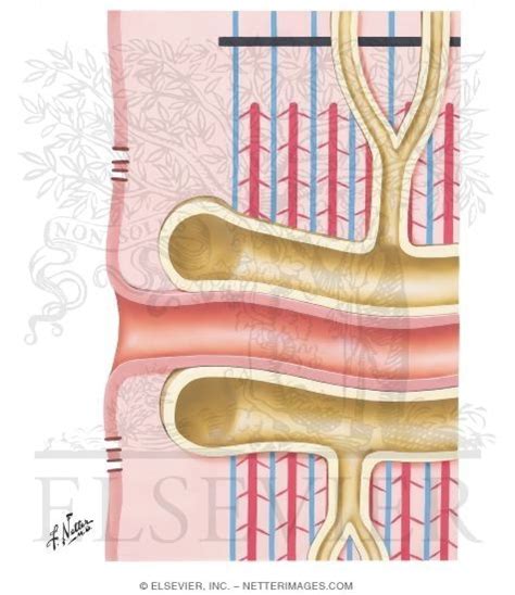 Initiation of Muscle Contraction by Electric Impulse and Calcium Movement