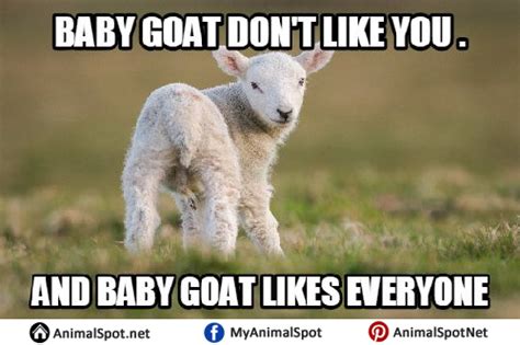 Goat Memes