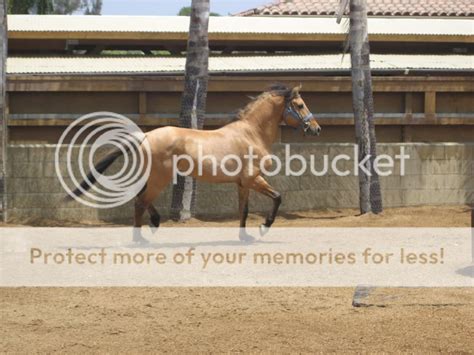 Donner (spirit) | Kiger Mustangs