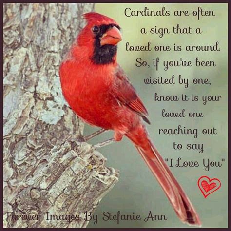 Pin by Emma Bell on Cardinals | Bird quotes, Cardinal birds, Cardinal ...