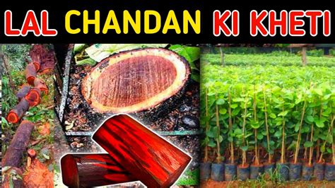 LAL CHANDAN, Chandan ka ped, Lal Chandan tree, red Chandan tree ...