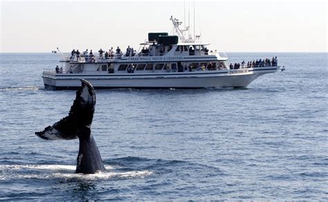 Visit North Shore Massachusetts , 7 Seas Whale Watch - Gloucester, MA ...