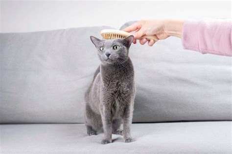 Are Russian Blue Cats Hypoallergenic? What You Need to Know