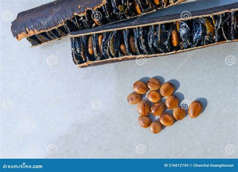 Cassia Fistula Fruit Seeds - Golden Shower Tree on the Tiled Floor Stock Image - Image of ...