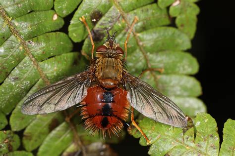 Tachinid Fly (Tachinidae) | Tachinid Fly (Tachinidae) Tapich… | Flickr