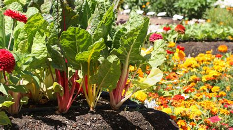 Roots - Allotments of the Future