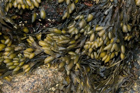 Ascophyllum nodosum (Knotted wrack)