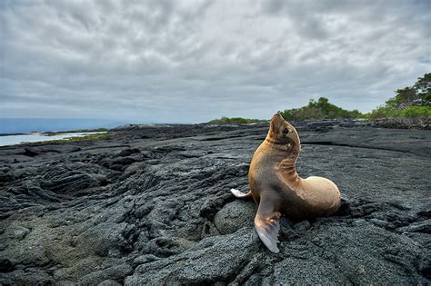 Galapagos Sea Lion Landscape | Sean Crane Photography