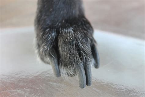 A guide to dog nail infections