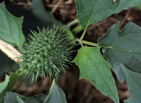 How To Plant And Care For Datura - Best Landscape Ideas