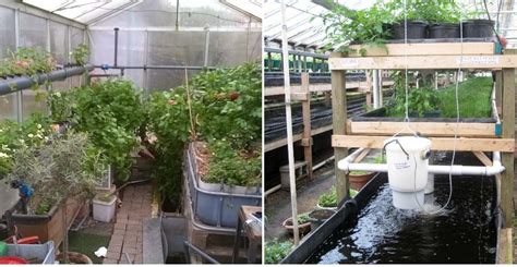 Aquaponic Greenhouse Layout