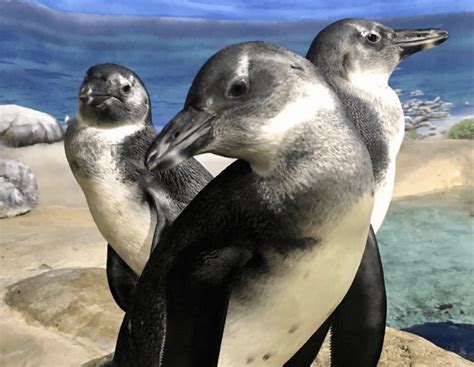 Why Jenkinson's Aquarium On The Point Pleasant Boardwalk Is My Family's Favorite Spot