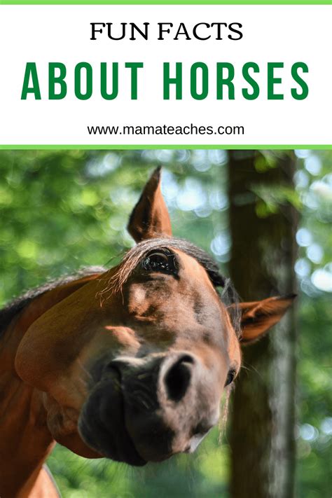 Facts About Horses - Fun Animal Facts for Kids - Mama Teaches