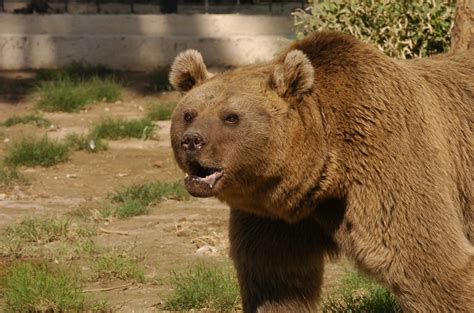 Baghdad Zoo opens bear habitat | Article | The United States Army