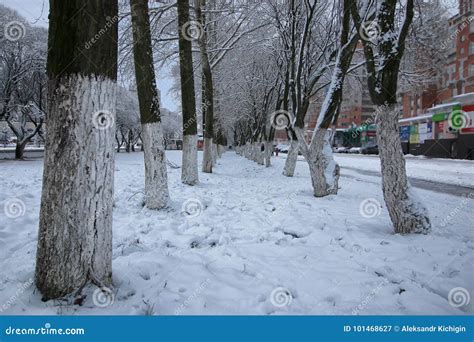 Winter snow on tree PARK stock image. Image of natural - 101468627