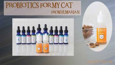 Probiotics for my Cat - DashKitten.com