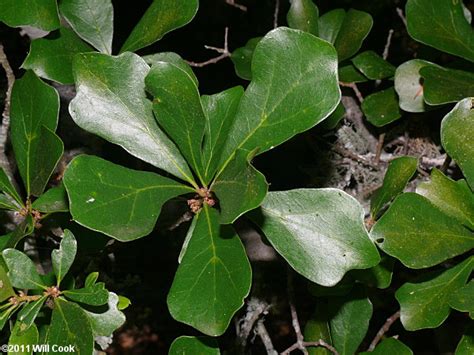 Water Oak (Quercus nigra)